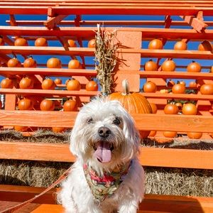 KW Bandanas fall bandana